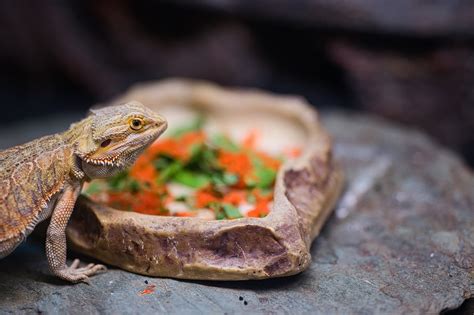 Can Bearded Dragons Eat Cat Food? Exploring the Unlikely Connection Between Reptiles and Feline Diets