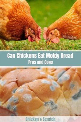 Can Chickens Eat Moldy Food? And Why Do They Sometimes Prefer It Over Fresh Treats?