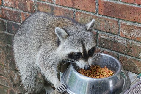 Can Raccoons Eat Cat Food? And Why Do They Love Knocking Over Trash Cans?