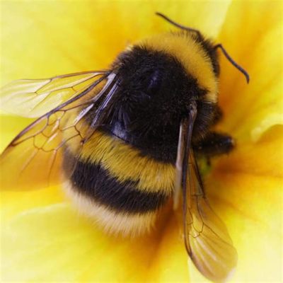 Do Bees Like Honey: A Sweet Debate on Nature's Little Workers