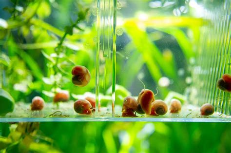 Do Snails Need Food in a Fish Tank? And Why Do They Sometimes Wear Tiny Hats?