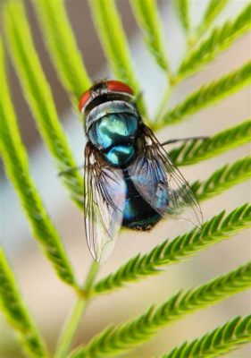 How Long Can a Fly Live Without Food: A Journey into the Mysteries of Insect Survival