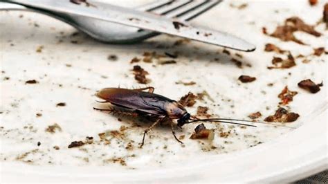 How Long Can a Roach Survive Without Food: A Journey into the Resilience of Nature's Ultimate Survivor