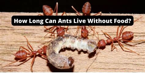 How Long Can an Ant Live Without Food? And Why Do They Sometimes Dance in Circles?