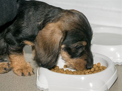 How Much Food Should a Dachshund Eat a Day? And Why Do They Dream of Sausages?