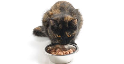 How to Get Cat to Eat Wet Food: Unraveling the Mystery of Feline Dining Preferences