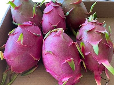 How to Tell If Dragon Fruit Is Ready: A Symphony of Colors and Cosmic Whispers