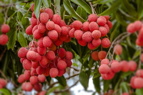 lychee fruit where to buy: Exploring the Sweet and Exotic World of Lychees