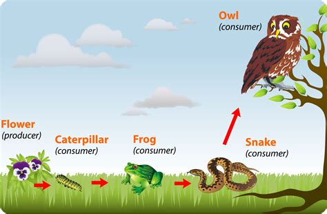 Name the Producer in the Food Chain: A Journey Through Ecosystems and Beyond