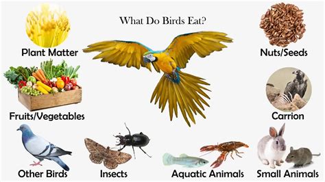 What Eats a Bird in a Food Chain: Exploring the Circle of Life and Beyond