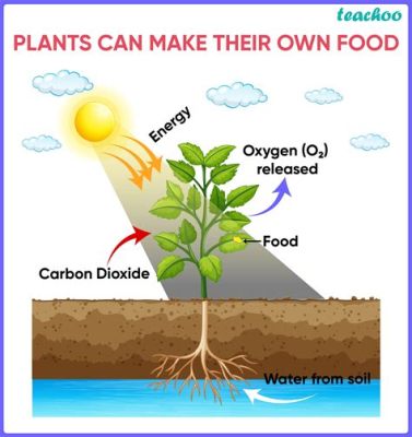 What Food Do Plants Make: A Journey Through Photosynthesis and Beyond