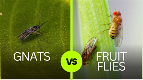 What's the Difference Between a Fruit Fly and a Gnat, and Why Do They Both Love My Banana?