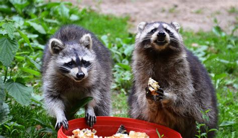 When Can Baby Raccoons Eat Solid Food: A Journey Through Nature's Mysteries