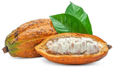 Where to Buy Cacao Fruit: A Journey Through Flavor and Sustainability