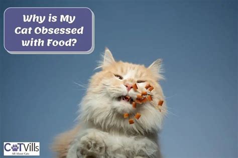 Why is My Cat So Food Obsessed? And Why Does It Always Seem to Know When I'm About to Eat?