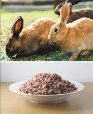 Will Rabbits Eat Cat Food? Exploring the Curious Intersection of Rabbit Diets and Feline Fare